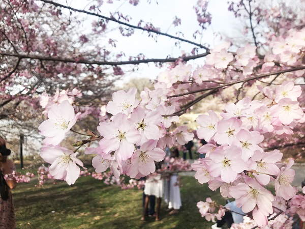 春だ桜だ セントラルパークのお花見絶好スポット５選 アメリカ求人 就職 転職 仕事探し ハタラク