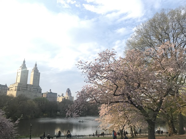 ニューヨークで桜のお花見をするなら セントラルパークがおすすめ アメリカ求人 就職 転職 仕事探し ハタラク